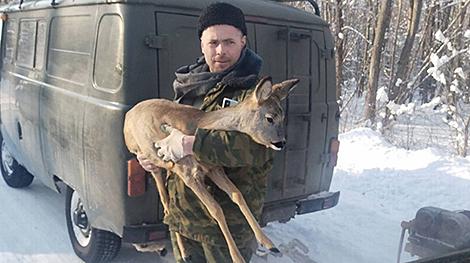 Прижималась к ногам и ела из рук. Обессиленную косулю спасли в Столинском лесхозе