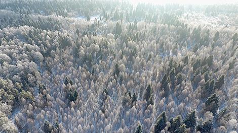 Более 52 тыс. га новых лесов создали в Беларуси в 2019 году