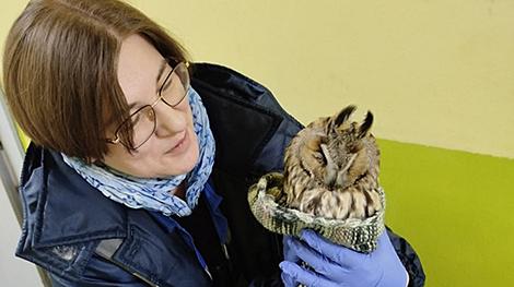 В Минске из сугробов спасли ушастую сову