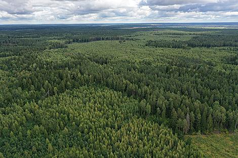 На каждого белоруса приходится более 1 га леса - Минлесхоз