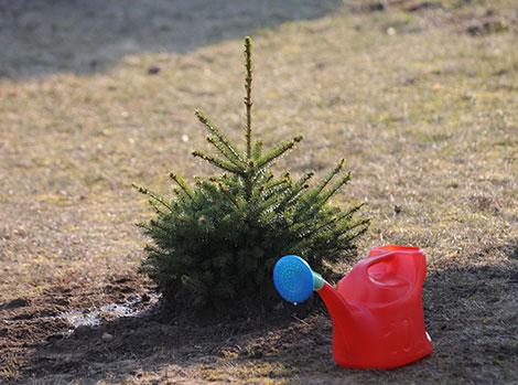Более 23 млн деревьев высажено в Беларуси во время 