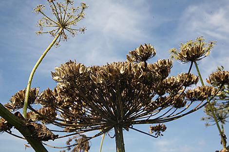 Черная книга флоры впервые издана в Беларуси