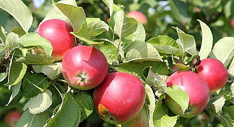 Сады с таджикскими плодовыми деревьями заложат в Беларуси осенью