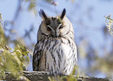 Численность ушастой совы в Брестской области растет рекордными темпами