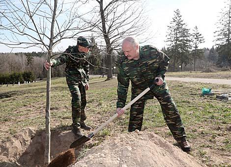 Лукашенко принял участие в посадке деревьев на 