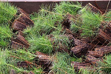 Более 18 млн деревьев высажено в рамках акции 