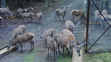 Более 80 благородных оленей заселили в леса Лепельского района