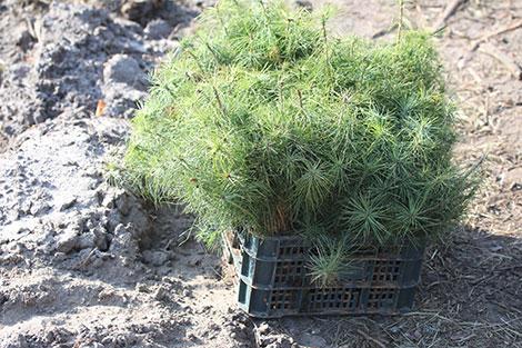 В Беларуси этой весной посадили более 33 тыс. га леса