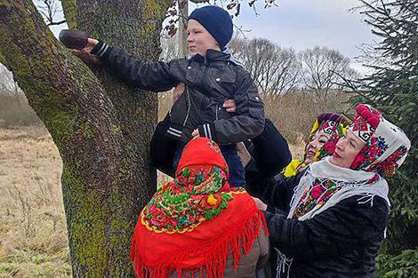 Зачем Коляду подсаживают на дуб? В Слонимском районе проведут оригинальный обряд