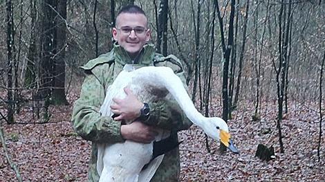 Отделался легким испугом. В Беловежской пуще лебедь-кликун столкнулся с электропроводами