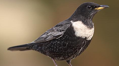 Белорусские орнитологи обнаружили новый для страны вид птиц