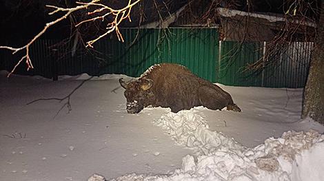 Лег отдохнуть возле гаража, поспал и ушел. Откуда взялся зубр, который пришел в деревню в Осиповичском районе?