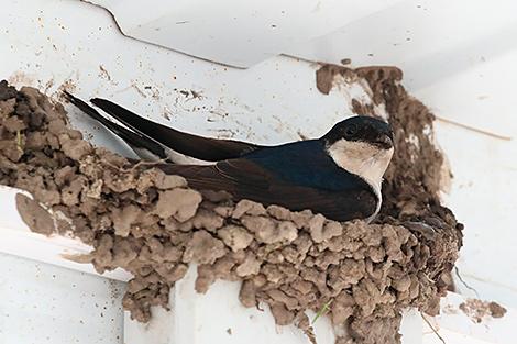 Акцию по наблюдению за птицами - вестниками весны проводят в Беларуси