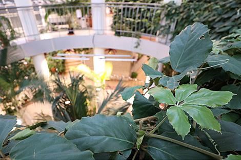 Какие секреты хранят цитрусовые, расскажут на открытии сезона Лимонария в Ботаническом саду Минска