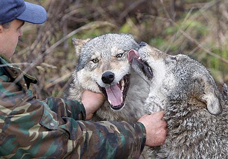 Трансграничный фестиваль 