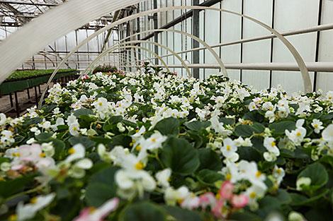 В Минске высадят больше многолетников и подготовят композиции к 75-летию Победы