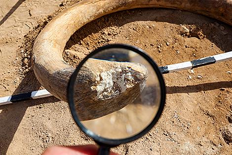 Что выяснили ученые о найденном бивне мамонта? На конференции 