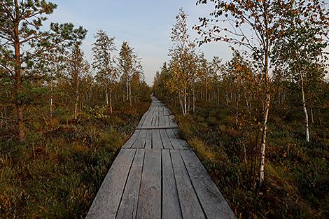 Где находятся самые интересные экотропы Беларуси, рассказал эксперт