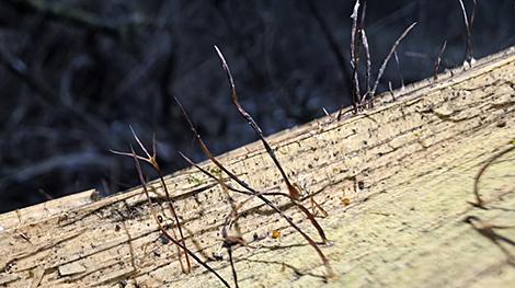 Ученые обнаружили в Беловежской пуще новый для нацпарка вид гриба