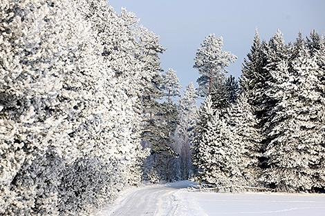 Снежные гонки с препятствиями на санях пройдут в Гомеле 14 февраля