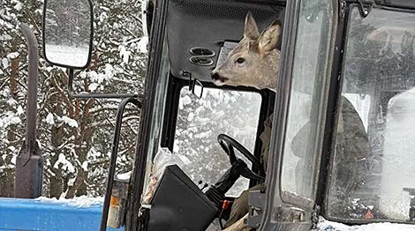 Под Бобруйском лесоводы пустили косулю погреться в кабине трактора