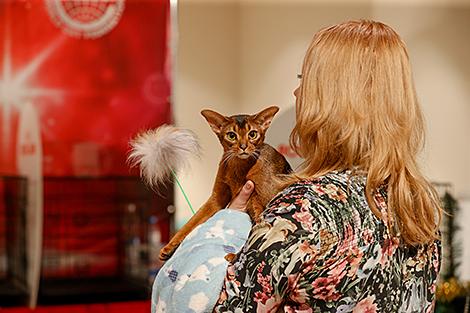 Лучшую кошку выберут в Минске