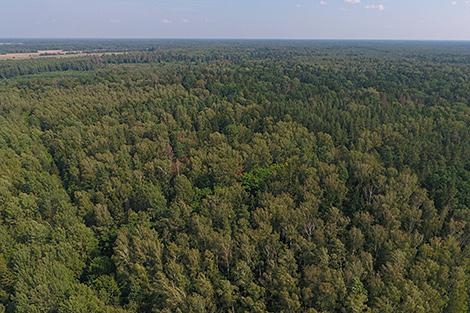 Глава НАН: Беларусь - единственная постсоветская страна, увеличившая за годы независимости площадь лесов