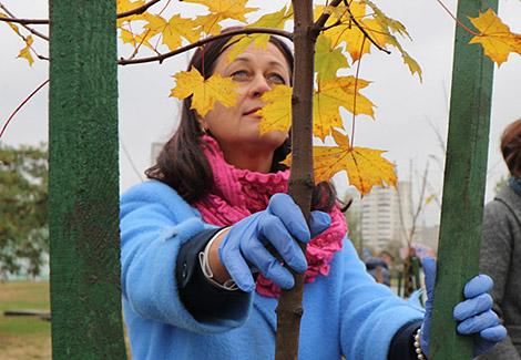 Аллею матери из 50 кленов заложили в Гомеле