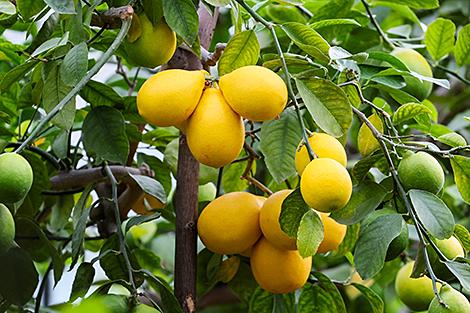 Прогуляться зимой среди тропических зарослей можно в Ботаническом саду в Минске