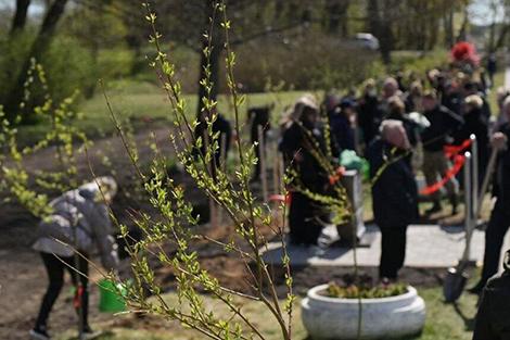 Аллея из яблонь и ивы к Году белорусской женщины появилась в Несвиже