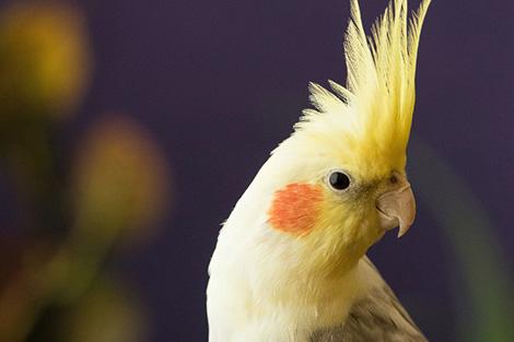 Зебровые амадины и корелла: 11 февраля в Минске откроется выставка декоративных и певчих птиц