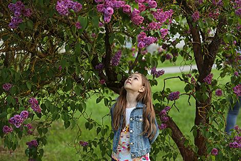 Неделя сирени начинается в ботаническом саду 16 мая