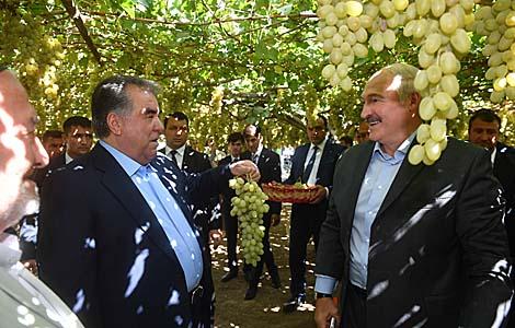 Президенты Беларуси и Таджикистана посетили виноградники и продегустировали урожай