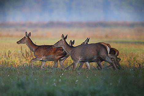 Сезон охоты на косулю и оленя пятнистого открылся в Беларуси