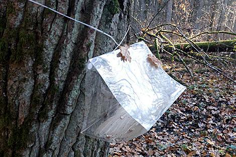 Наблюдение за необычной бабочкой проводят в Беловежской пуще. Для чего?