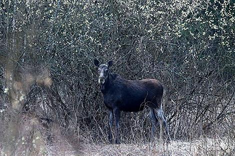 В Беларуси достигнут исторический пик численности лося, оленя и косули