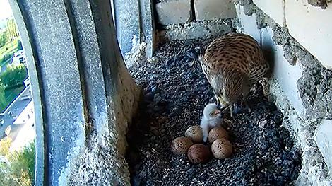 За гнездами белорусской пустельги можно следить онлайн