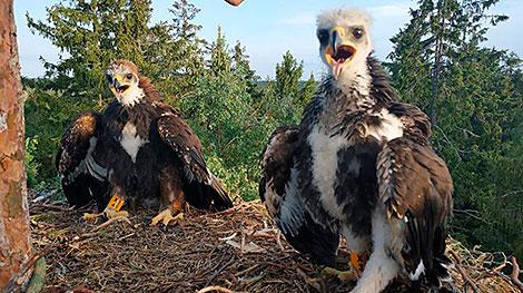 В Беларуси впервые за 9 лет нашли гнездо с птенцами беркута
