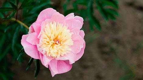 Выставка японской живописи открылась в Центральном ботаническом саду