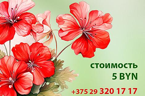Ботанический сад 19-21 апреля приглашает в закрытый коллекционный фонд красивоцветущих пеларгоний