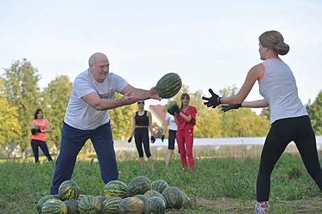 Лукашенко после официальных мероприятий занялся уборкой арбузов на приусадебном участке