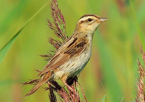 В Беларуси выпустили первую в мире монету с вертлявой камышовкой