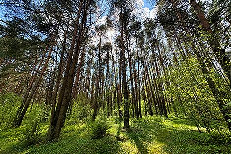 Сколько особо охраняемых природных территорий в Беларуси, рассказали в Минприроды