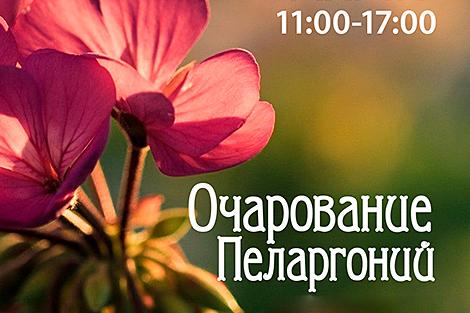 Посетители смогут увидеть более 150 видов и сортов пеларгоний, редкие герберы и уникальную коллекцию бабочек