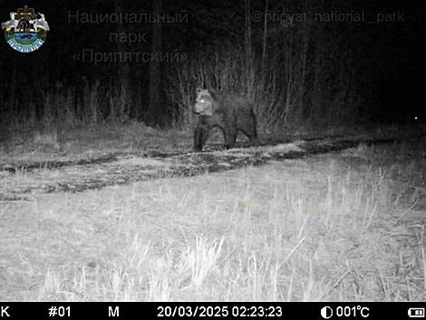 Бурый медведь попал в фотоловушку в Нацпарке 