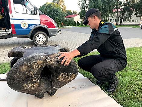 Пролежали более 20 тыс. лет. Научная версия о найденных в Ветковском районе останках мамонта