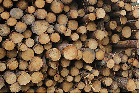 Round timber sales via Belarusian Universal Commodity Exchange 27% up in January-July