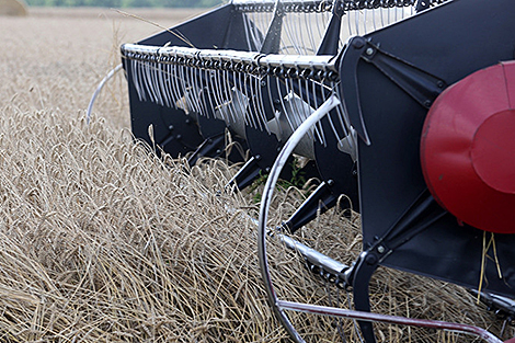 Belarus’ harvest exceeds 7.2m tonnes of grain, rapeseed