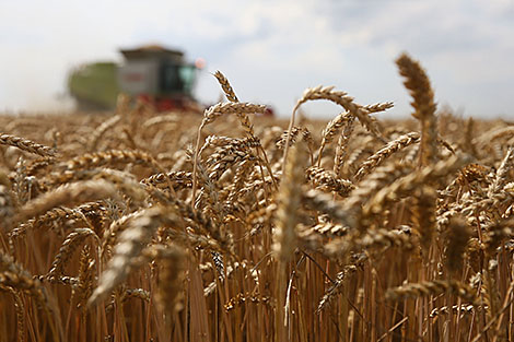 Belarus harvests over 3.2m tonnes of grain, rapeseed