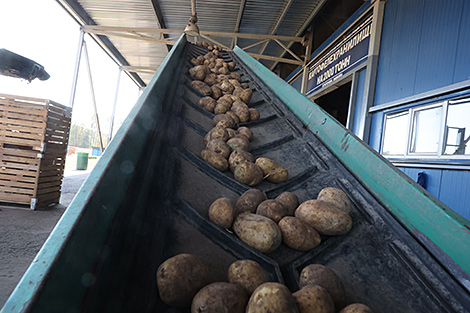 Lukashenko satisfied with this year’s potato harvest